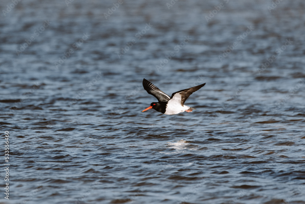 Low flying Australian Pied Oystercatcher. Seen on a Lake in Ulladulla Low flying Australian Pied Oystercatcher. Seen on a Lake in Ulladulla