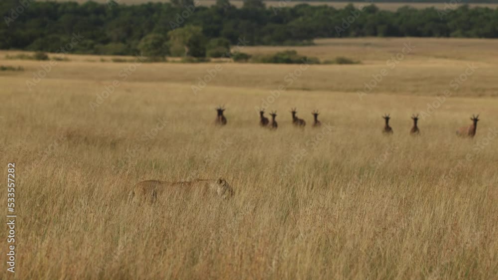 A lioness walking through tall grass under the watchful gazes of a herd of wary topi, Masai Mara, Kenya. A lioness walking through tall grass under the watchful gazes of a herd of wary topi, Masai Mara, Kenya.