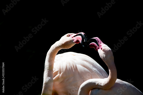Fototapeta Naklejka Na Ścianę i Meble -  pink flamingo on a black background