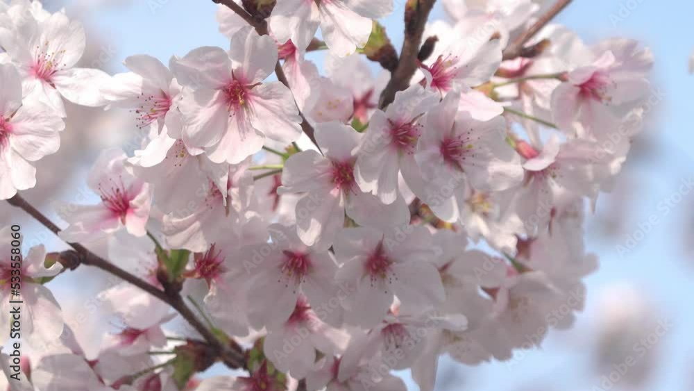 pink cherry blossom
