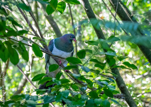 wood pigeon - kereru photo