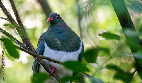 wood pigeon - kereru
