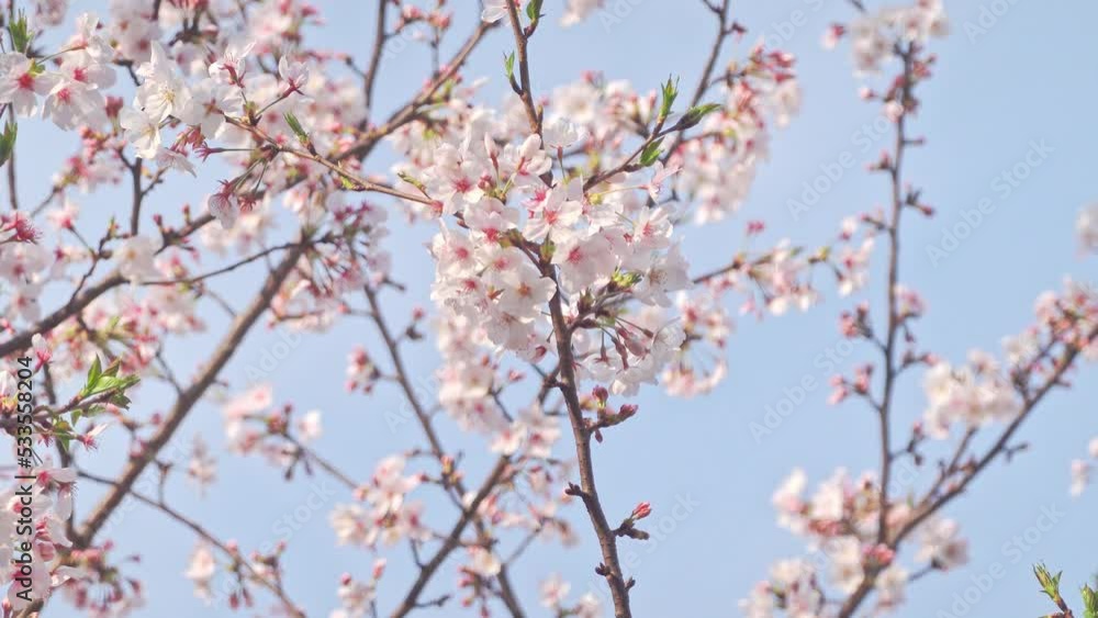pink blossom pink blossom