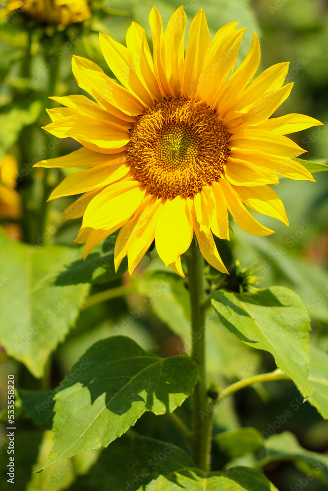 sunflower in the garden sunflower in the garden