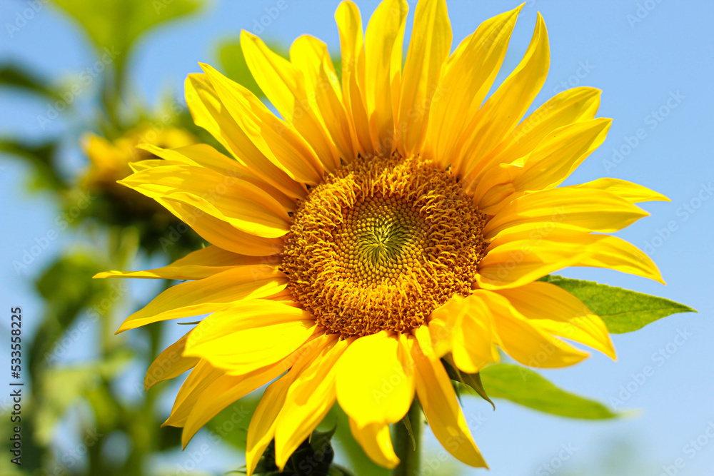 sunflower on blue sky sunflower on blue sky