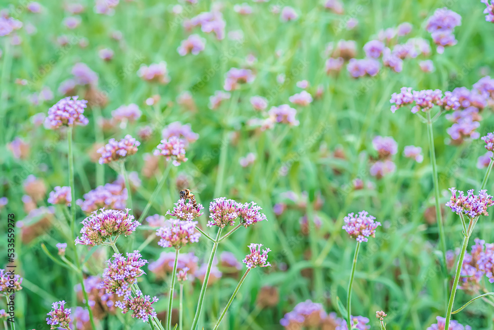 Flowers in nature with bees flying for pollen. Flowers in nature with bees flying for pollen.