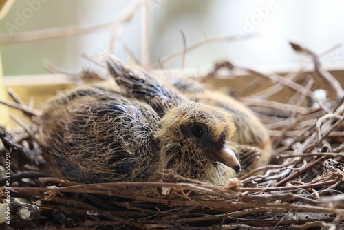bird nest in the nest