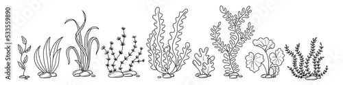 seaweed hand drawn in doodle style
