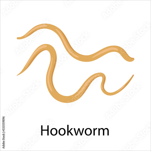 parasites worms in domestic animals hookworm