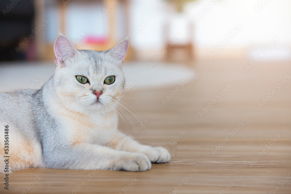 British Shorthair, a cute cat relaxing in the house happily. A short-haired white cat with an orange belly and green-yellow eyes