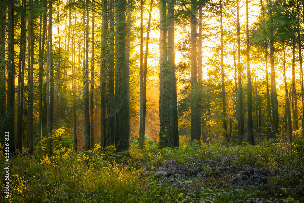 Obraz premium Magical sunset in the forest.