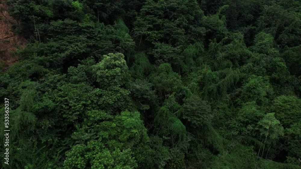 aerial view of video dark green forest The rich natural ecosystem of the rainforest Concept of conservation and reforestation aerial view of video dark green forest The rich natural ecosystem of the rainforest Concept of conservation and reforestation