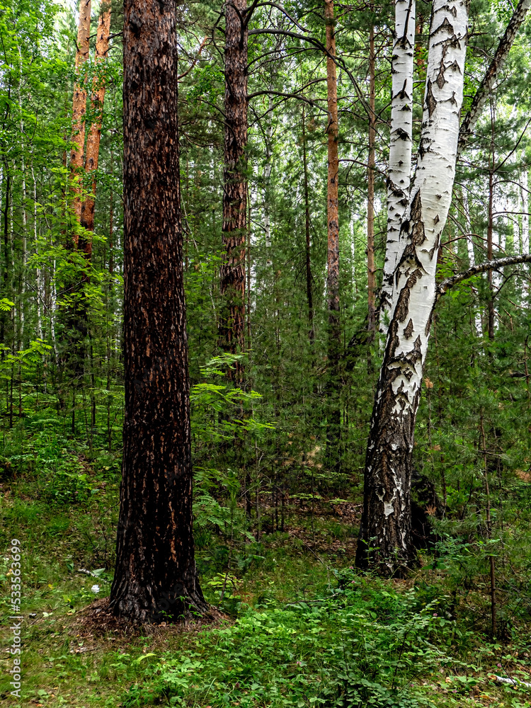Naklejka premium beautiful mixed forest in the southern Urals