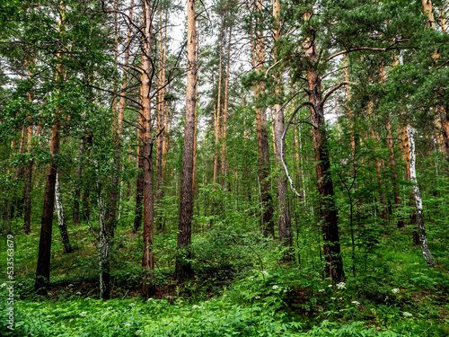 Fototapeta Naklejka Na Ścianę i Meble -  pine trunks in the pine forest in summer