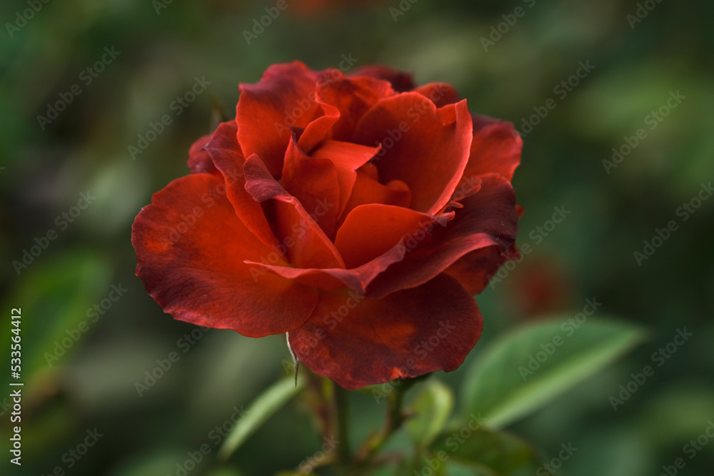 Close-up photo of Rose flower on background blurry red rose flower in the garden of roses. selective focus. Close-up photo of Rose flower on background blurry red rose flower in the garden of roses. selective focus.