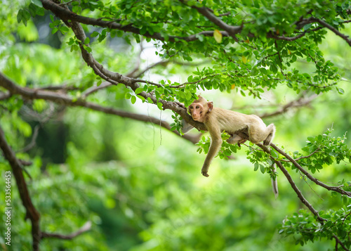 Canvas Print Portrait, one monkey or Macaca on the Pithecellobium dulce trees in the forest park climbs on the branch and was hiding from the danger