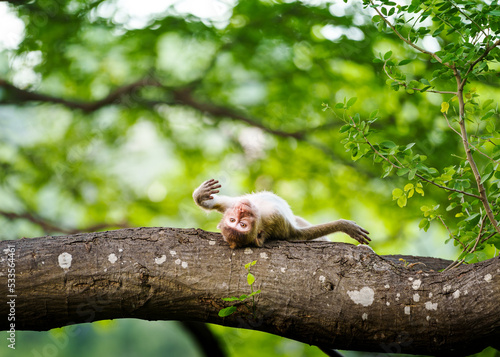 Photography Portrait, monkey or Macaca on the Pithecellobium dulce trees in the forest park sleep and roll on the branch it enjoy relax happy alone