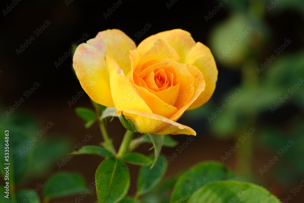 Close-up photo of Rose flower on background blurry yellow rose flower in the garden of roses. selective focus. Close-up photo of Rose flower on background blurry yellow rose flower in the garden of roses. selective focus.