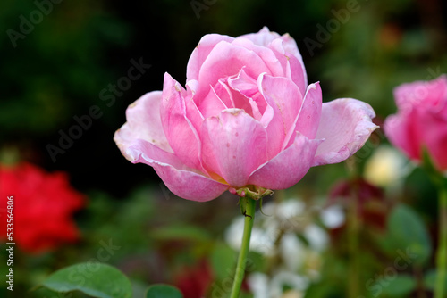 Close-up photo of Rose flower on background blurry pink rose flower in the garden of roses. selective focus.