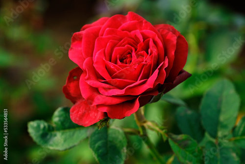 Close-up photo of Rose flower on background blurry red rose flower in the garden of roses. selective focus.