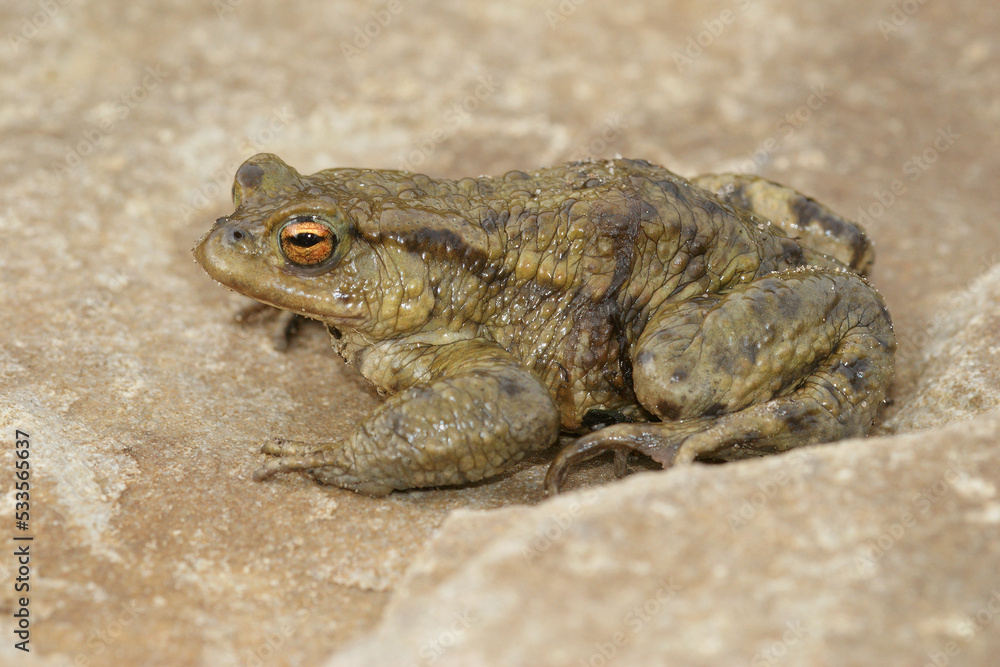 Closeup on an adult male common European toad, Bufo bufositting on a stone Closeup on an adult male common European toad, Bufo bufositting on a stone