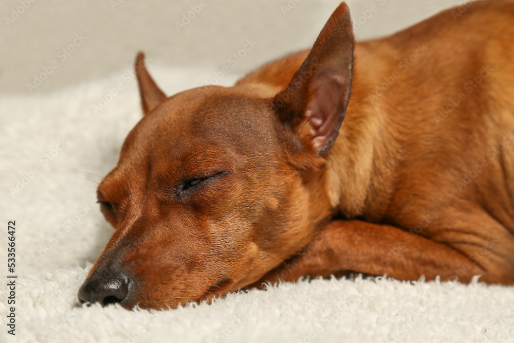 The muzzle of a sleeping dog. A brown, smooth-haired dog sleeps on a white blanket. Close-up. 