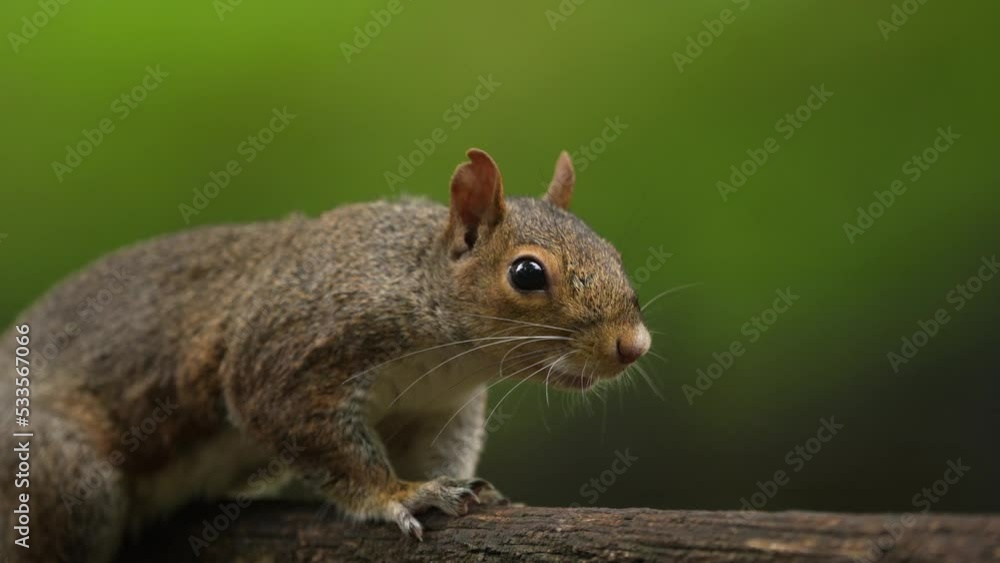 4K close up video with the face of a squirrel standing on a bench from a park and starring. Mammal animals in the heart of the city. 4K close up video with the face of a squirrel standing on a bench from a park and starring. Mammal animals in the heart of the city.