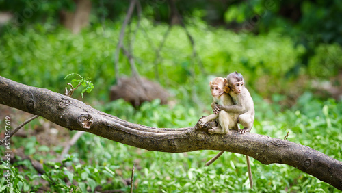 Portrait, The little monkey or Macaca embraced his partner from behind lovingly, care and guarded against danger in the forest park at Khao Ngu Stone Park, Thailand. Leave space for banner text input © sompao