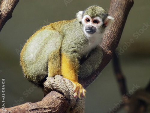 Common squirrel monkey photo