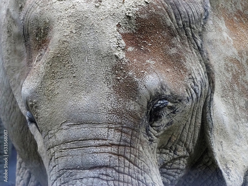 Close-up detail of an African elephant's head