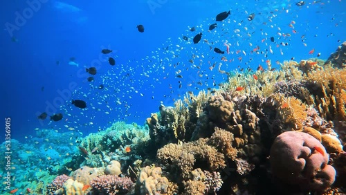 Coral reef with coral fish in Egypts Red Sea