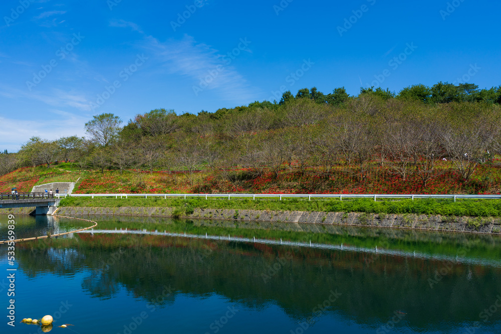 宝山湖公園(香川県三豊市)　彼岸花群生地