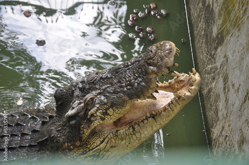 The saltwater crocodile (Crocodylus porosus) is a crocodilian native to saltwater habitats and brackish wetlands from India's east coast across Southeast Asia and the Sundaic region to Australia. photo