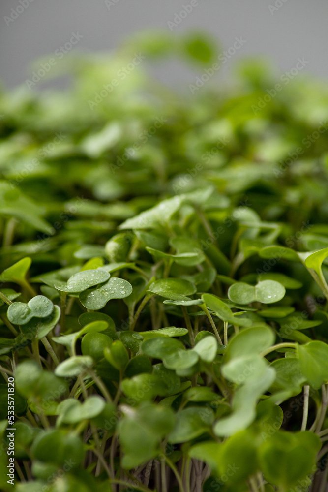 Macro sprouted sprouts, microgreens on a blurred background Macro sprouted sprouts, microgreens on a blurred background