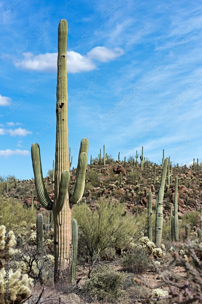 Saguaro (Carnegiea gigantea), Saguaro National Park, Sonora Desert, Tucson, Arizona, USA, North America