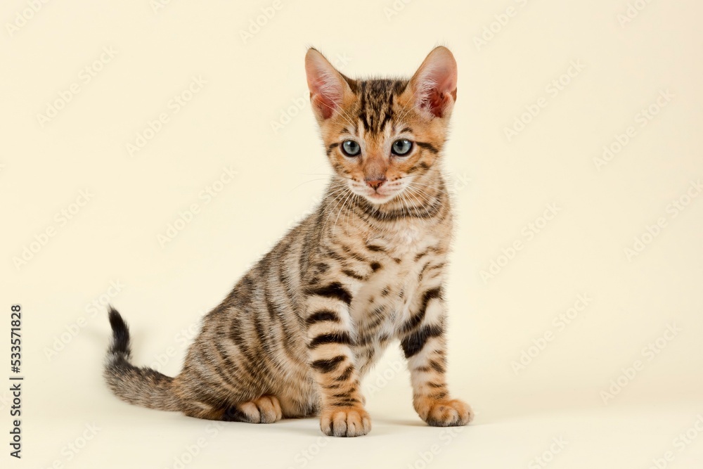 Pedigree cat Toyger (Felis silvestris catus), age 9 weeks, color brown black mackerel