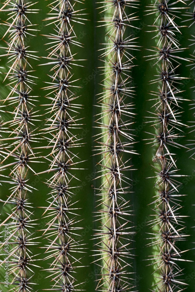Saguaro (Carnegiea gigantea), detail, Saguaro National Park, Sonora Desert, Tucson, Arizona, USA, North America Saguaro (Carnegiea gigantea), detail, Saguaro National Park, Sonora Desert, Tucson, Arizona, USA, North America