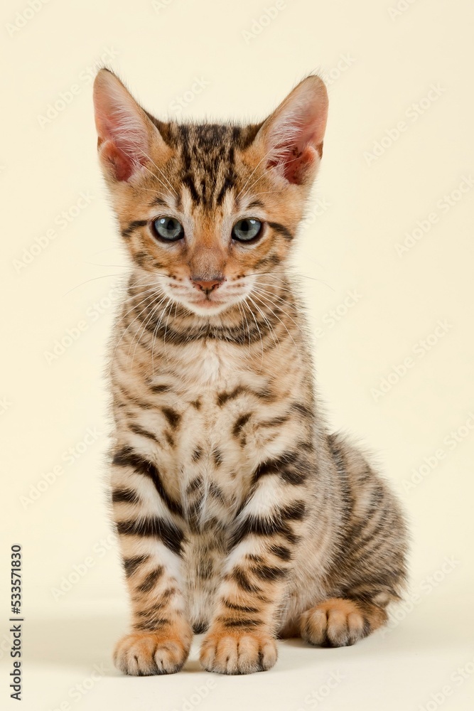 Pedigree cat Toyger (Felis silvestris catus), age 9 weeks, color brown black mackerel Pedigree cat Toyger (Felis silvestris catus), age 9 weeks, color brown black mackerel