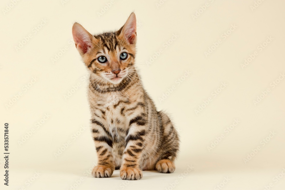Pedigree cat Toyger (Felis silvestris catus), age 9 weeks, color brown black mackerel Pedigree cat Toyger (Felis silvestris catus), age 9 weeks, color brown black mackerel