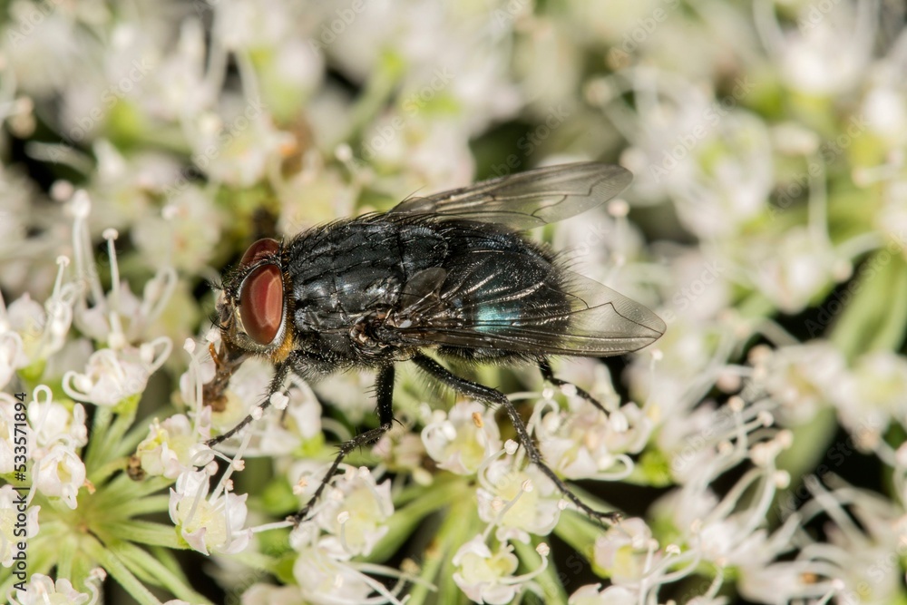 Whitefly (Calliphora vomitoria), male to wild angelica (Angelica sylvestris), Baden-Wuerttemberg, Germany, Europe Whitefly (Calliphora vomitoria), male to wild angelica (Angelica sylvestris), Baden-Wuerttemberg, Germany, Europe