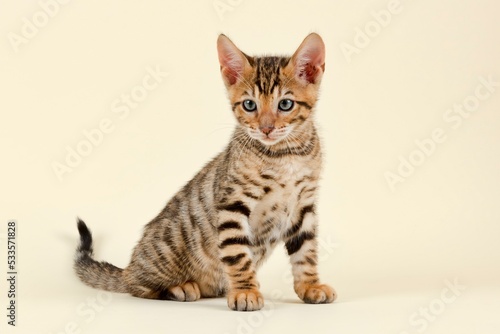Fototapeta Naklejka Na Ścianę i Meble -  Pedigree cat Toyger (Felis silvestris catus), age 9 weeks, color brown black mackerel