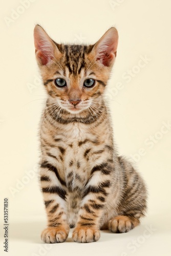 Pedigree cat Toyger (Felis silvestris catus), age 9 weeks, color brown black mackerel © imageBROKER