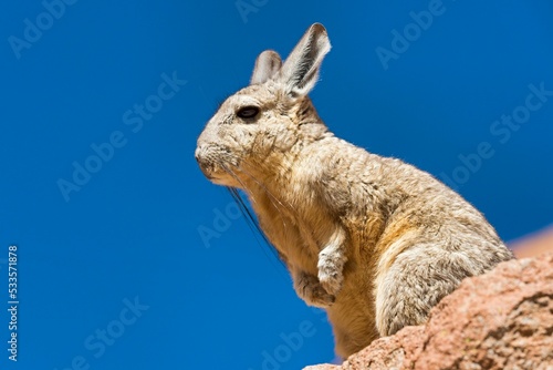 Southern Viscacha (Lagidium viscacia) sits on rock, Altiplano, Andes, Bolivia, South America photo