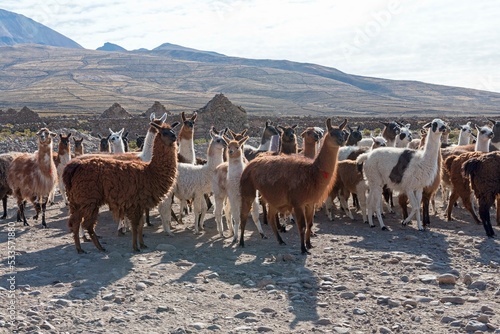 Llamas (Lama glama), herd in barren landscape, Altiplano, Andes, Colchani, Potosi, Bolivia, South America photo