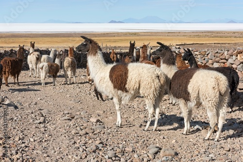 Llamas (Lama glama), herd in barren landscape, Altiplano, Colchani, Potosi, Bolivia, South America photo