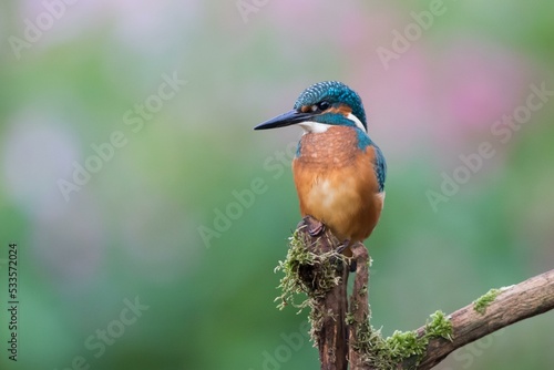 Common kingfisher (Alcedo atthis), Young bird, on branch, Hesse, Germany, Europe
