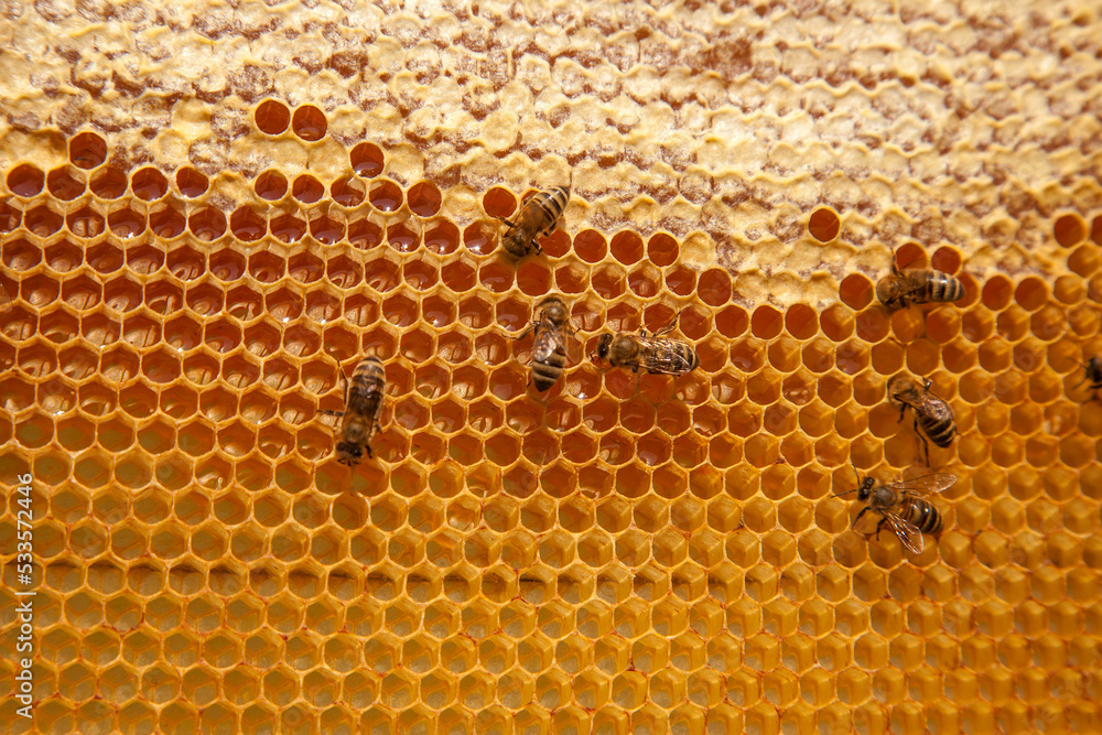 Working bees on the yellow honeycomb with sweet honey.. Working bees on the yellow honeycomb with sweet honey..