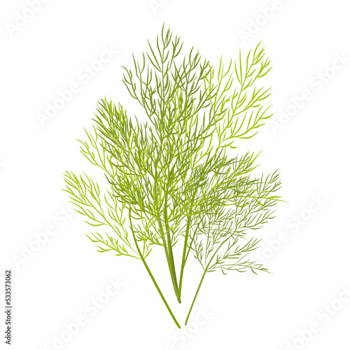 Sprig of dill. Vector image isolated on white background