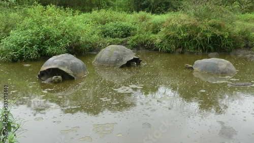 Giant tortoises (Chelonoidis porteri) on Galapagos in a pond, Ecuador, South America photo