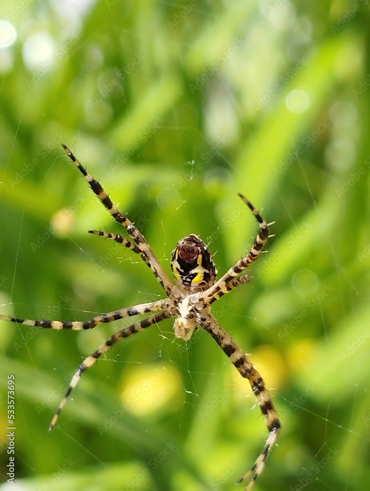 spider on a web spider on a web